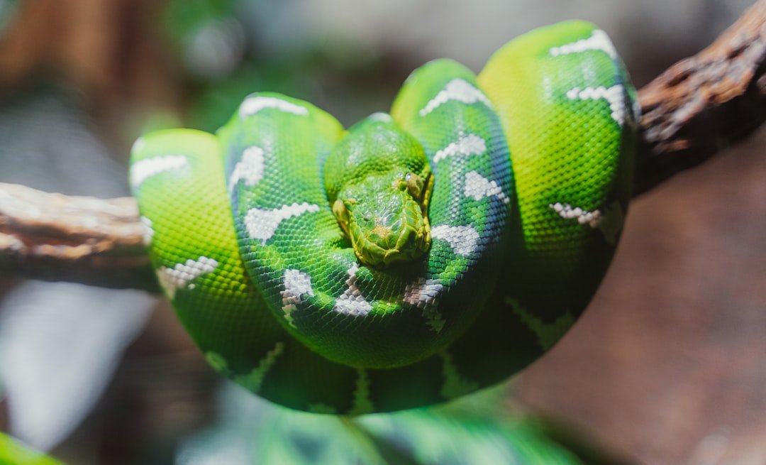 Immagine per Python 100 Giorni: Trasforma il Tuo Percorso da Principiante
