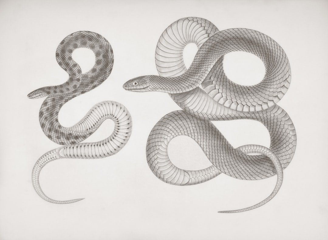 Immagine per Guida Pratica agli Algoritmi in Python: Implementazioni e Es