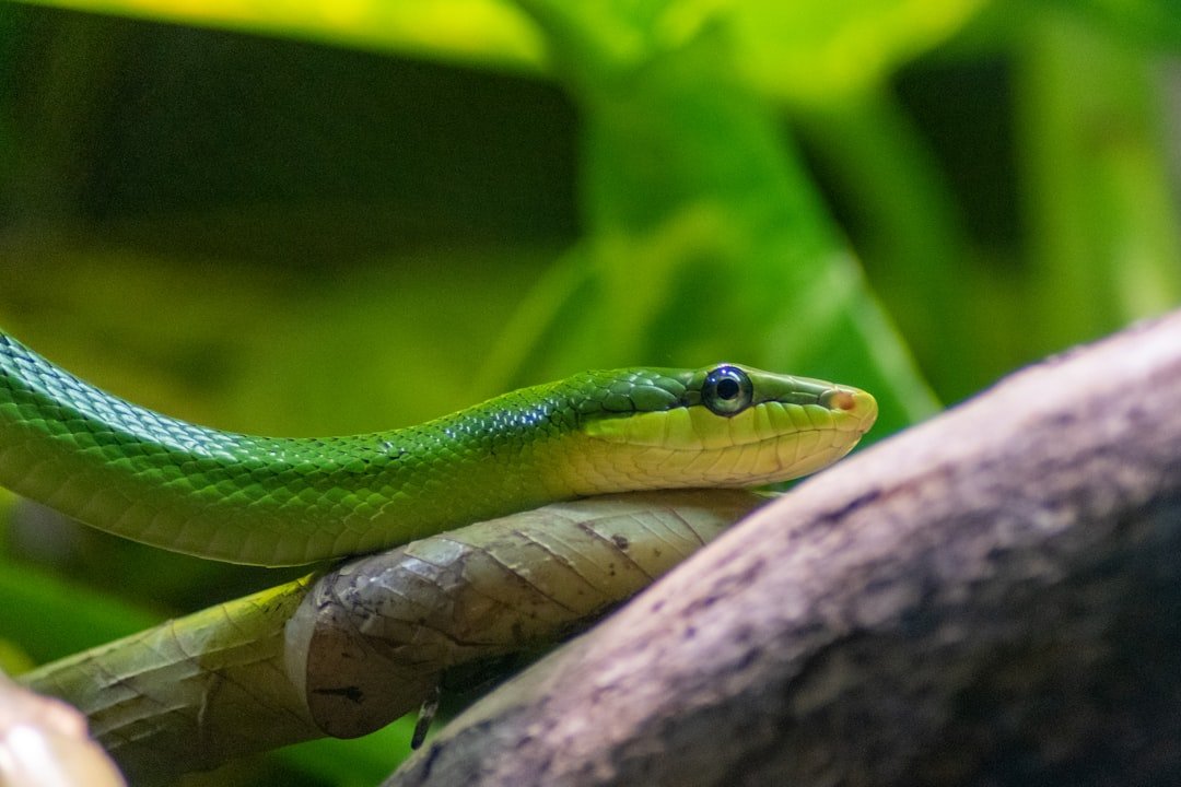 Immagine per Python 100 Giorni: Guida Pratica per Diventare un Esperto