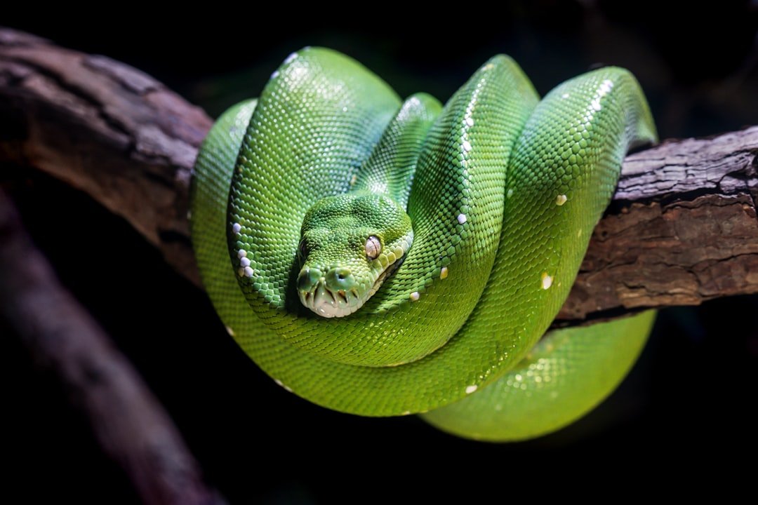 Python: Guida Introduttiva